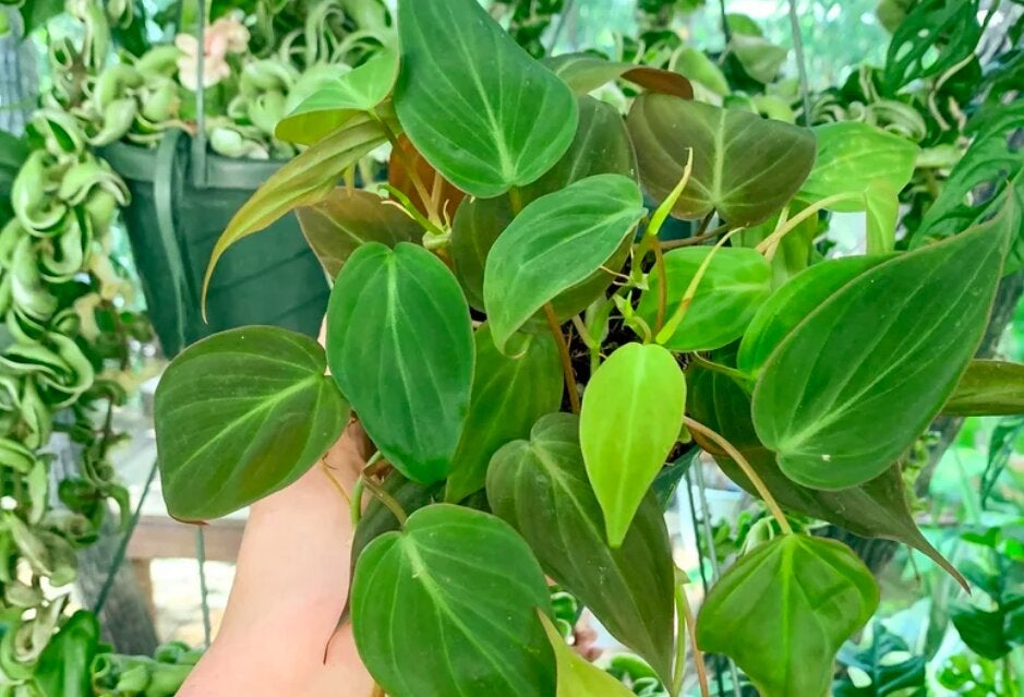 ficus alii plant care Braided Ficus Alii Tree Form Multi Stem main image 1