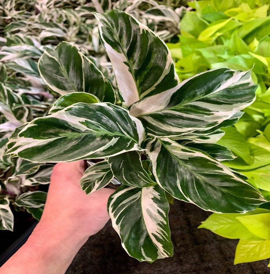 Things to Consider Before Buying Plants Online | Texas Plant Connection